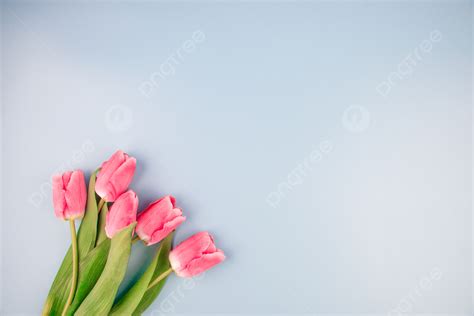 93 Wallpaper Bunga Tulip Pink For FREE - MyWeb