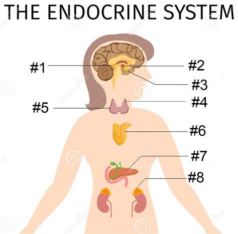 Label The Endocrine System Diagram Quizlet