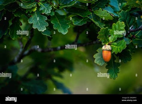 Selective Focus On A Single Acorn Hanging From A Tree In Autumn