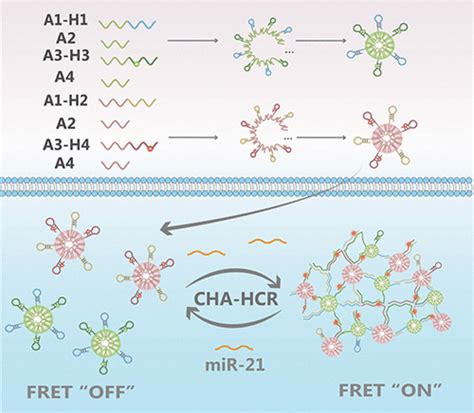 Three-Dimensional CHA-HCR System Using DNA Nanospheres for Sensitive ...