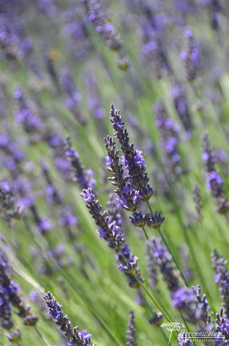 Lavandula × intermedia 'Grosso' | Perenniculum