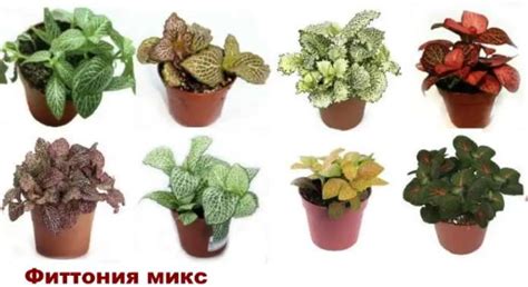 Плант Микс цветок. Фото, уход, пересадка в домашних условиях