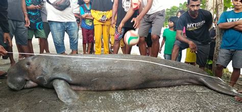 Seekor Dugong Ditemukan Mati Di Raja Ampat Dengan Sejumlah Luka