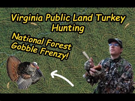 Talkative Virginia Public Land Gobbler National Forest Turkey Hunting