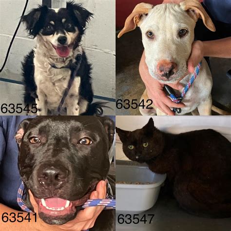 Flying with Pets to Hawaii Island