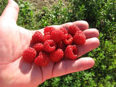 Описание сорта малины Бальзам: фото, отзывы, уход