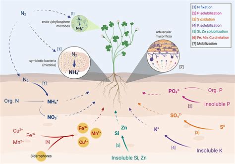 Frontiers Rethinking Crop Nutrition In Times Of Modern Microbiology