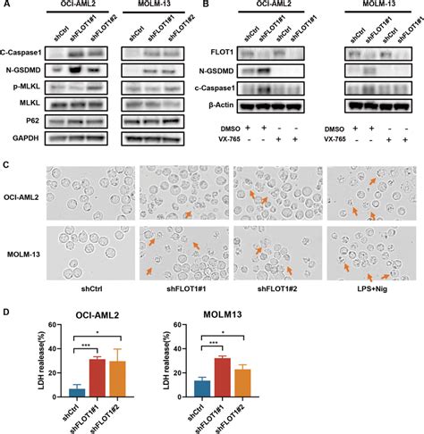 A Western Blot Analysis Of Cleaved Caspase N Gsdmd P Mlkl Mlkl And