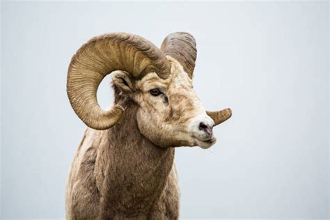 Ram Animal Stock Photos Pictures And Royalty Free Images Istock