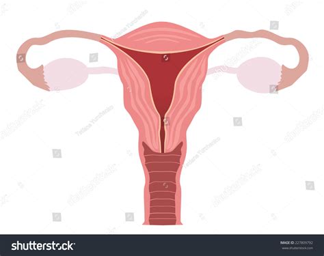 Vektor Stok Uterus Ovaries Organs Female Reproductive System Tanpa