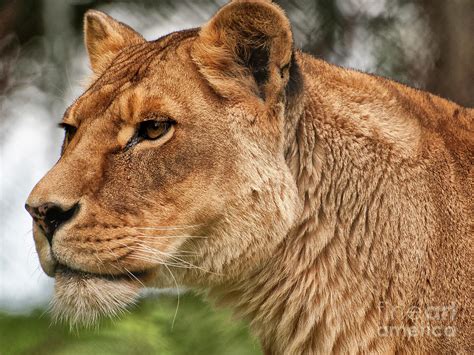 Josie The Lioness Photograph By Jay Lethbridge Fine Art America