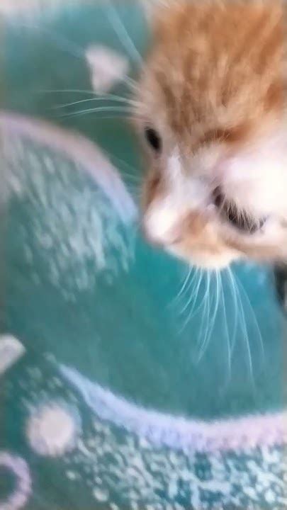 мой котик ༺♥༻ - YouTube