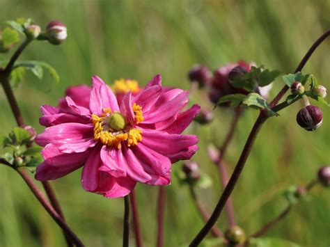 Japan Herbst Anemone Bressingham Glow Anemone Japonica Bressingham