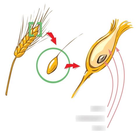 Cereals And Baking Chp Diagram Quizlet