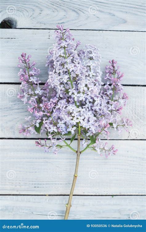 Rama De La Lila En Una Tabla De Madera Blanca Foto De Archivo Imagen