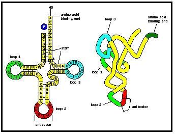 Transfer Rna Biology Encyclopedia Body Process Different