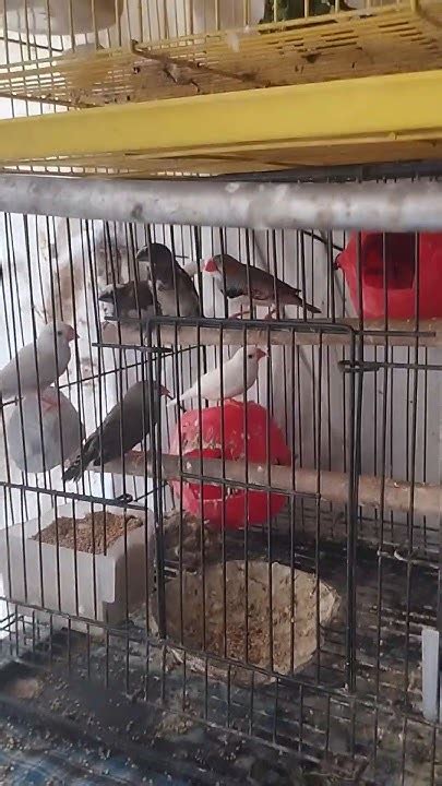 Bugies Baby Shortvideo Buggie Birds Youtube