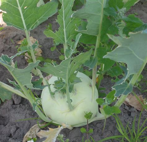 Kohlrabi Brassica Oleracea Convar Acephala Alef Var Gongylodes