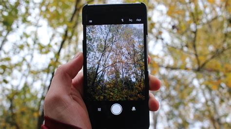 The 5 Best Free Tree Identification Apps Utopia