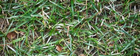 White Spots On Grass — Tips To Remove It That Work