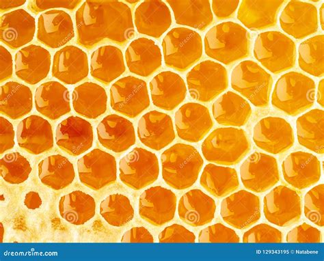 Bee Honeycomb Closeup Fresh Stringy Dripping Sweet Honey Macro Stock