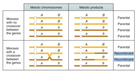 Lecture Linkage Chromosome Mapping In Eukaryotes Flashcards Quizlet