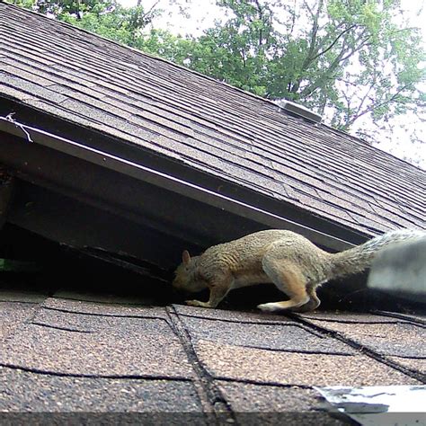 Removing Squirrels From Elisas Attic Anderson Humane