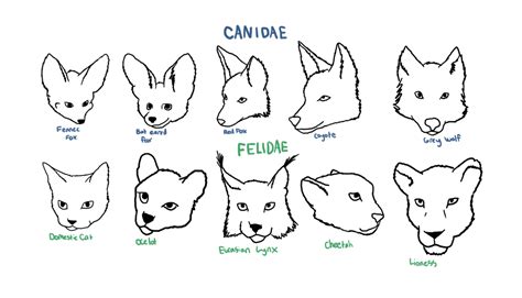 Canidae