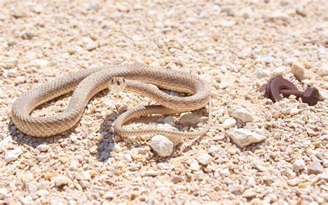 Complete Guide to Snakes in Australia : Species, safety and statistics