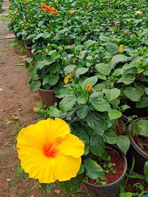 Dwarf Hibiscus (Big Flower) – Plant – Wild Roots