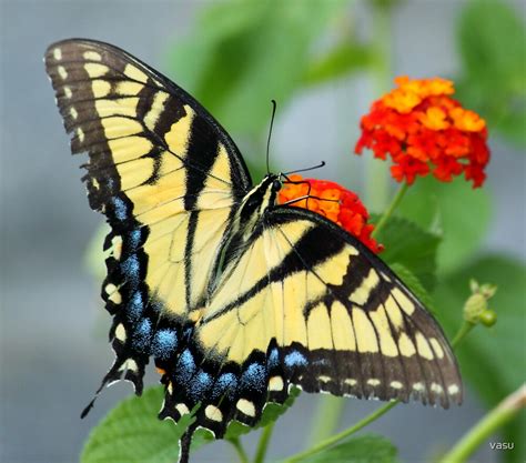 "Butterfly Blue and yellow!" by vasu | Redbubble