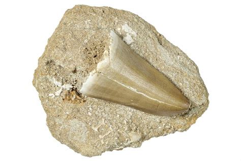 Large 2 1 Mosasaur Mosasaurus Tooth In Rock Morocco 259762 For