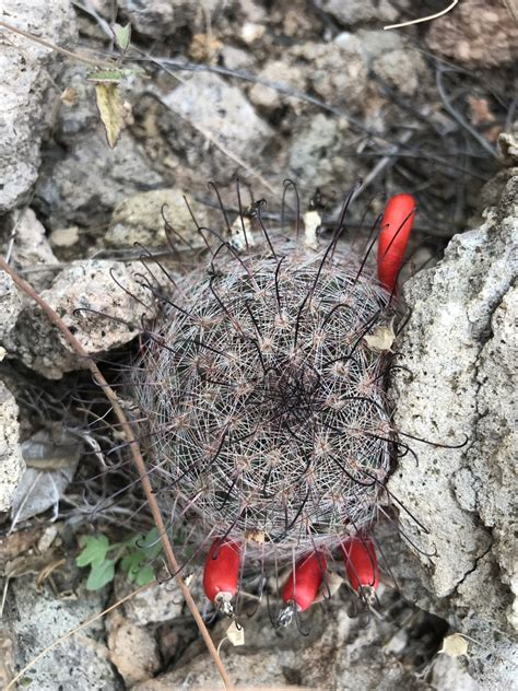 Graham s fishhook cactus from Doña Ana County NM USA on October 15