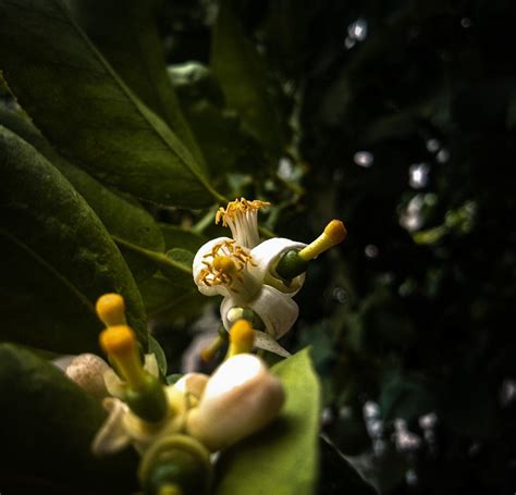 Lime Flowers Branch Free Photo On Pixabay