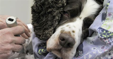 49 cases of dog flu in 6 counties since July 13