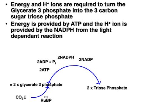 Ppt Light Independent Reaction Powerpoint Presentation Free Download Id 9594063