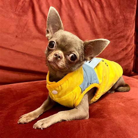 Cookie &... - Cookie & Coco & Choco - Glamazon FCI Chihuahua
