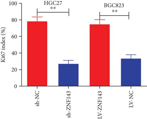 ZNF143 Promoted Xenograft Tumor Growth Of GC Cells In Nude Mice A B