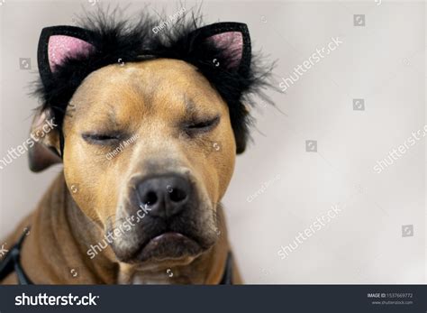 849 Imágenes De Dog Dressed Cat Imágenes Fotos Y Vectores De Stock