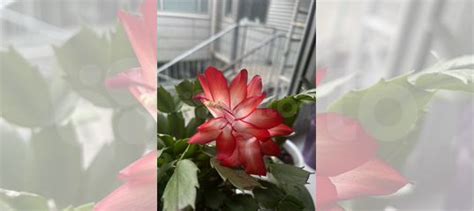 Декабрист самба бразил купить в Санкт-Петербурге | Товары для дома и ...