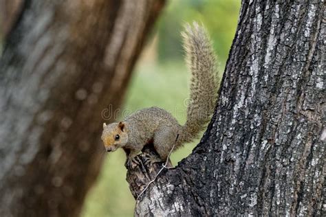 Squirrel Preparing To Jump from a Tree Stock Image - Image of standing ...