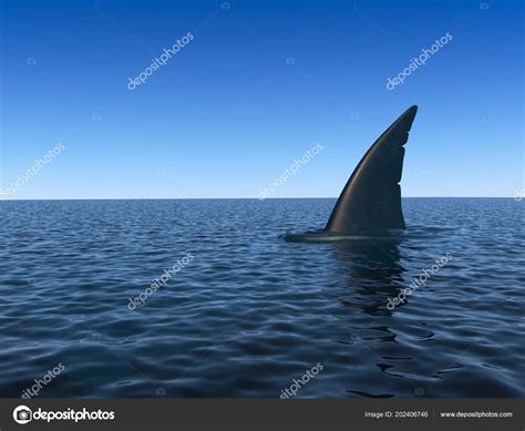 shark fin   water