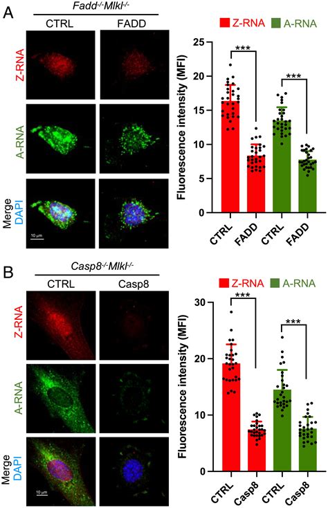 Caspase 8 And FADD Prevent Spontaneous ZBP1 Expression And Necroptosis