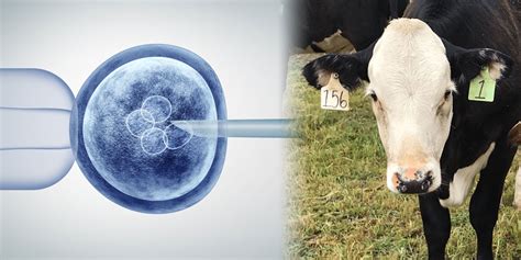 Gene-edited animals must be regulated to protect public health – US FDA