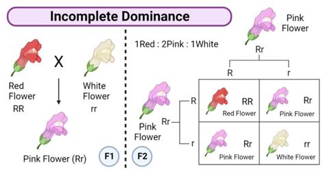 Gene Interactions: Types, Examples, Mapping, Significances