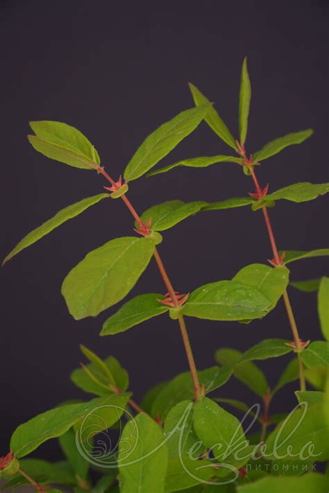 Жимолость съедобная (Lonicera edulis `Лебедушка`) - Жимолость съедобная ...