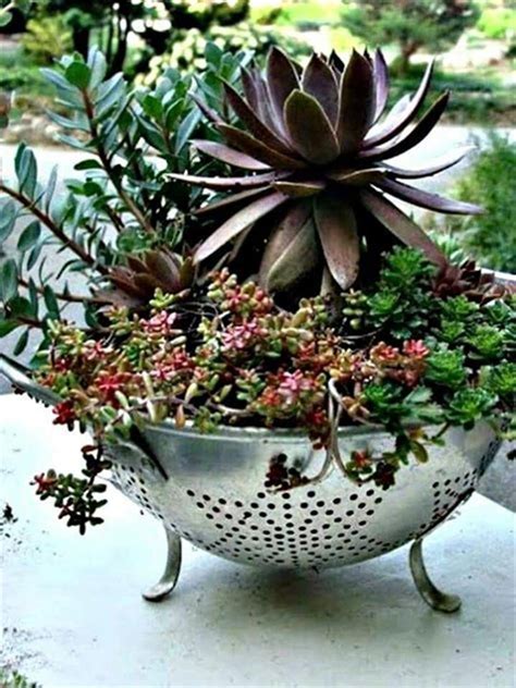 succulent container garden ideas    sharonsable