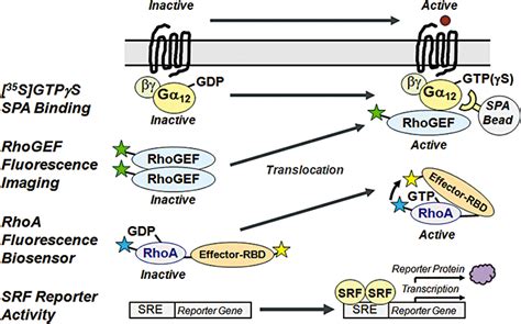 Regulation Of Rhogef Proteins By G Coupled Receptors Siehler