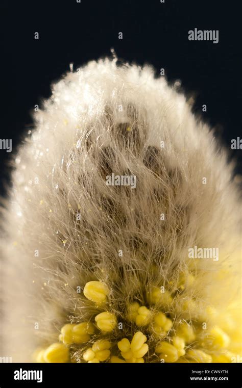 Pussy Willow Catkins Signs Of Spring Stock Photo Alamy