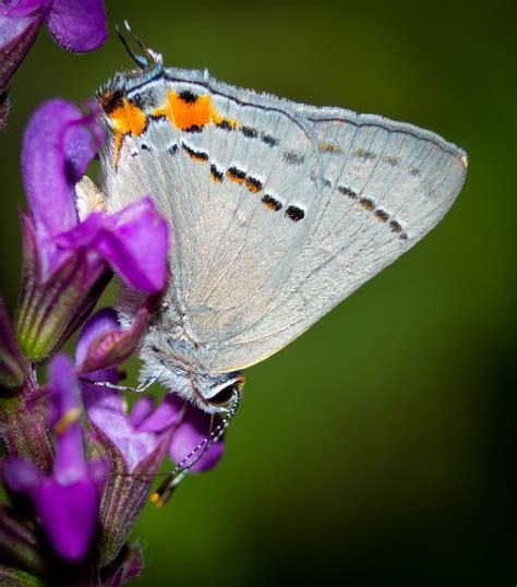 butterfly pictures
